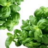 Buy-basil-seeds-online-from-khaadpk-pakistan
