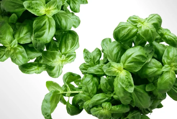 Buy-basil-seeds-online-from-khaadpk-pakistan