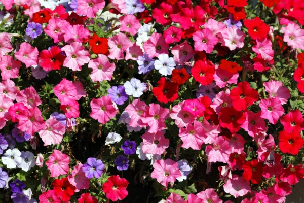 Beautiful-mixed-petunia-flower-seeds-lahore