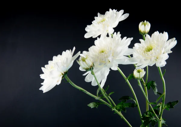 side-view-white-color-chrysanthemum-flowers-isolated-black-background