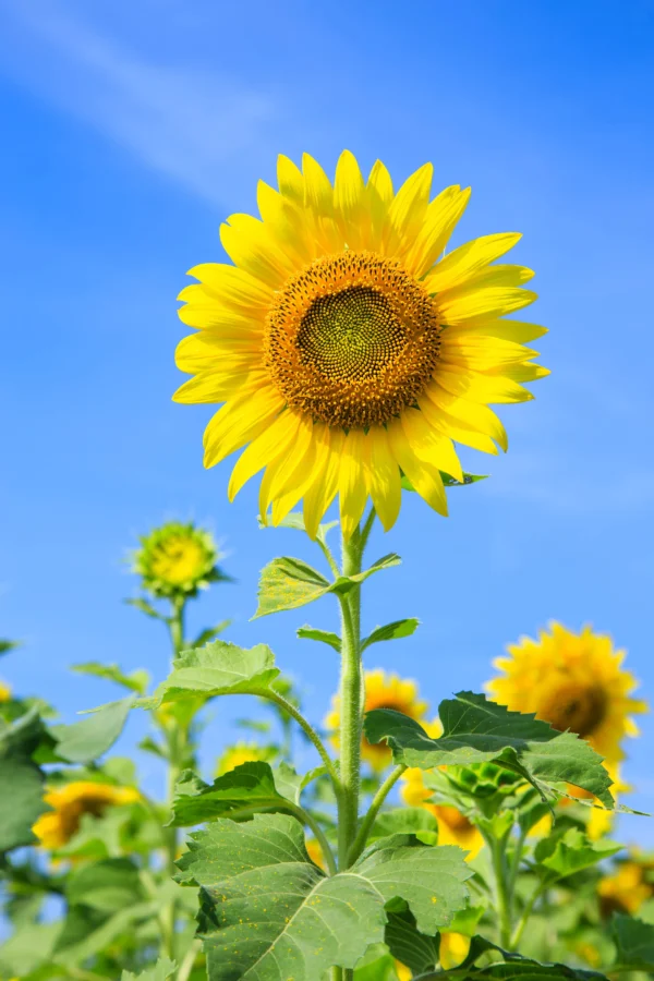 Sunflower-plant-beautiful-sunlight-garden-lahore-pakistan