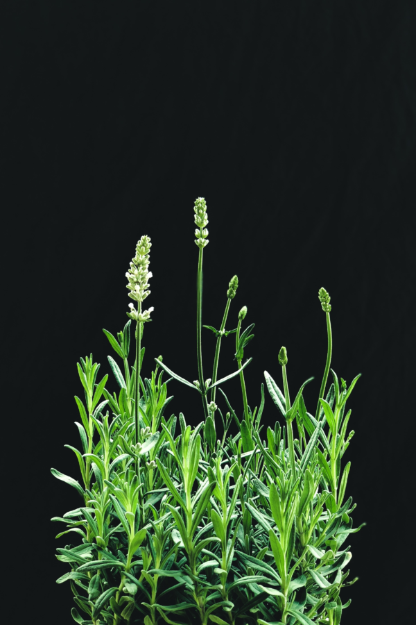 Rosemary-beautiful-organic-plant-home-grown-lahore-pakistan