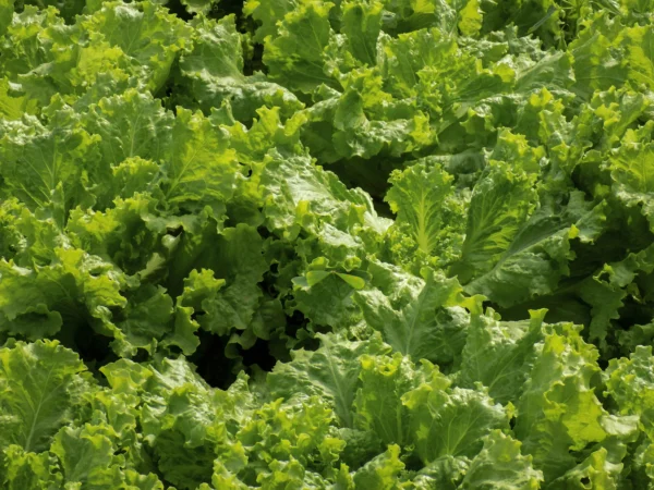 Beautiful-crispy-leafy-lettuce-by-khaadpk-lahore-kitchen-gardens