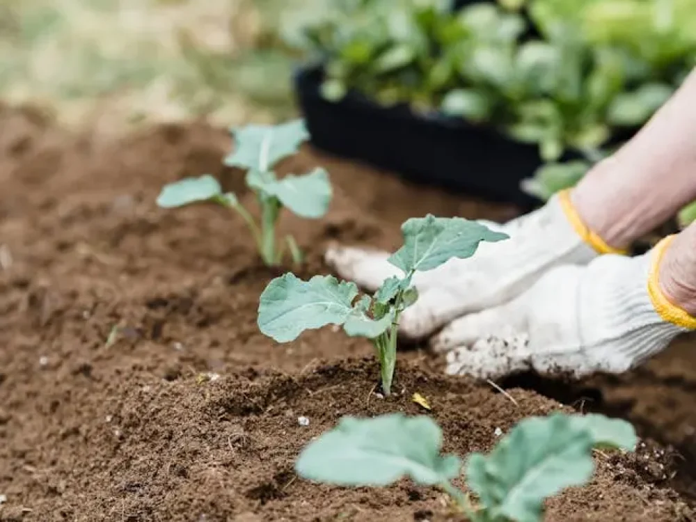Organic Fertilizers in pakistan